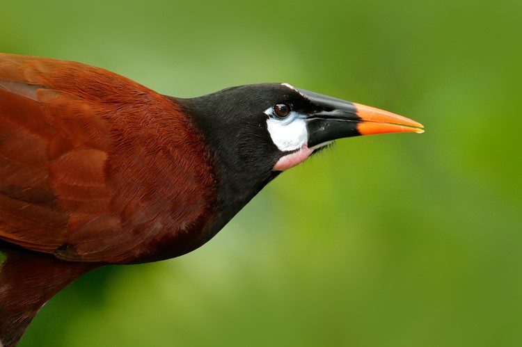 Montezuma Oropendola, Boca Tapada, Costa Rica